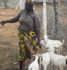 coast woman with her goats