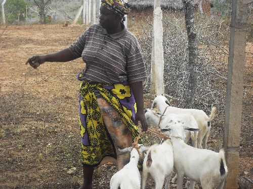 Goat project Kilifi